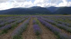 Dried lavender flower Grade Organic Shelf Life 2 years Packaging 10kg bags Benefits Stress Relief, Better Sleep, And A Pleasant Scent In Various Crafts And Household Items - Image 2