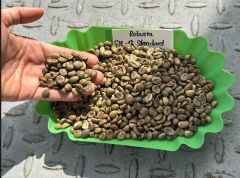 Robusta Green Coffee Beans S18 High Quality TNFOOD Factory Direct Export from Kenya - Image 5