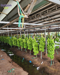 Fresh Green Cavendish Banana – Vietnam Export Quality Supplier - Image 5