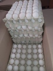 Fresh Class A Chicken/Hen Shell Eggs - Image 1