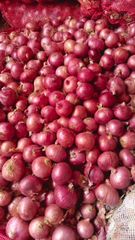 Red Onion – product photo 1, product detail gallery