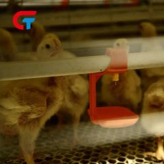 H-Type Chicken Cage 4-8 Tiers Auto Feeding Egg Collecting 1Y Warranty Hot Galvanized Steel - Image 5