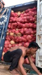 Semi Husked Coconut High Quality – product photo 4, product detail gallery
