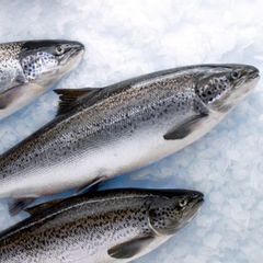 Premium Export Frozen Atlantic Salmon Top Quality Seafood for International Trade Wholesale and Bulk Buyers - Image 1