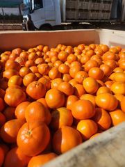 FRESH MANDARINS FOR SALE!! CLASS 1 EXPORT QUALITY FRESH MANDARINS AVAILABLE FOR EXPORT – product photo 2, product detail gallery