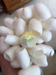 100% Raw Natural Silk Fiber Mulberry Silk Worm Cocoon for Skincare - Image 3