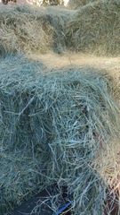 Brazilian Tifton Hay & Pre-Dried Forage – Tifton 85, Tifton 68, Oat & Ryegrass - Image 5