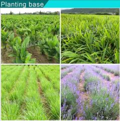 Aromatic Oil Clove Oil Plant Extract - Image 5