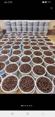 High-Quality Iranian Dates - Image 1