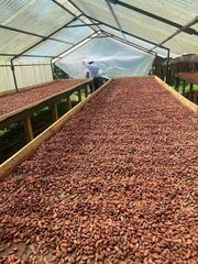 Cocoa Beans - Image 4