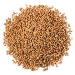 Certified Alfalfa Seed for Bulk Sale – High Yield, Nutrient Rich, Non-GMO Seed for Forage Production, Cover Crops, Sprouting, and Commercial Farming - Image 1