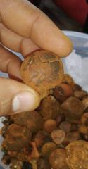 Quality Cow gall stones – product photo 1, product detail gallery