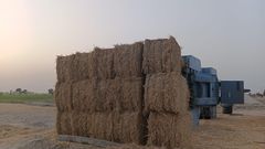 Wheat Straw - Image 3