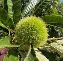Fresh Chestnut - Image 2