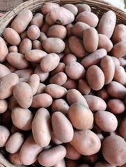 Fresh Potato - Image 1