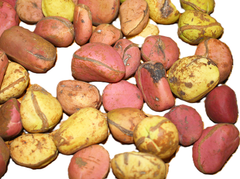 Cola Nuts red (fresh and not dried) Diameter 25mm to 50mm – product photo 2, product detail gallery