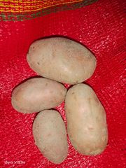 Vegetables - Image 1