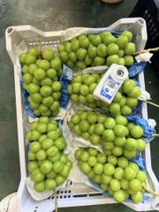 Shine Muscat - Image 1