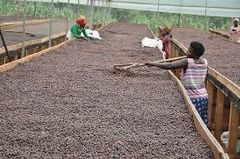 Robusta Coffee (screen 12,15 and 18) – product photo 1, product detail gallery