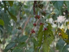Coffee Beans – product photo 2, product detail gallery