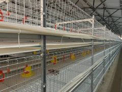 Compact Multi-Tier Chicken Coop for Efficient Poultry Farming - Image 3