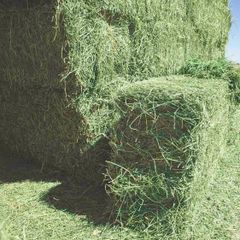 Hot Sale Premium Alfalfa Hay High Protein Nutritious Clean Baled or Compressed Bale for Livestock Feed - Image 2