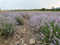 Dried lavender flower Grade Organic Shelf Life 2 years Packaging 10kg bags Benefits Stress Relief, Better Sleep, And A Pleasant Scent In Various Crafts And Household Items - Image 3