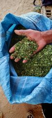 Premium Organic Dried Moringa Oleifera Drumstick Leaves and Fine Leaf Powder Bulk Export Grade - Image 4