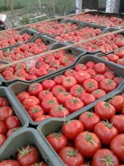 Fresh Tomatos Grade Top Grade Maturity Level 100% Variety silka & vine Choline Content Present Storage Temperature 3°c-5°c - Image 1