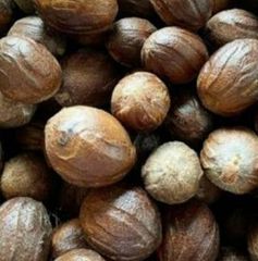 Nutmeg - Cangkang - ABCD - SS - BWP - Image 4
