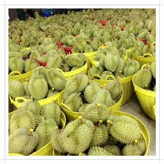 New crop 2021 - Fresh Durian from Thailand Quality A and B , Fresh Durian fruits for sale - Image 2
