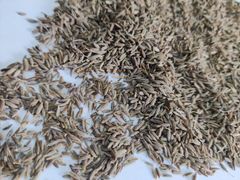 Cumin - Image 1