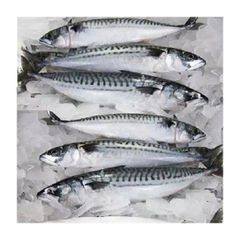 Land frozen Long tail tuna whole frozen tuna fish. - Image 3
