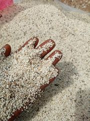 Nigerian Hulled White Sesame Seeds 99.95% Purity, or Natural Raw Sesame Seeds (Human Grade) – product photo 2, product detail gallery