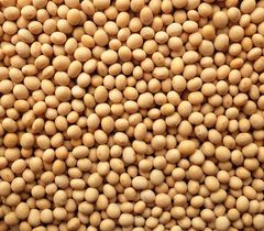 Premium Soybeans For Food Processing Animal Feed And Agricultural Use With Reliable Quality And Consistent Supply – product photo 1, product detail gallery