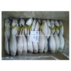 New Stock Oman Origin Frozen Yellow Tail Scad Fish Style Whole Processing BQF Trademark HEALSEA Origin Fujian, China Storage Temperature - Image 1