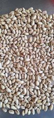 Pistachio Nutshells & Biomass Carbon - Image 1