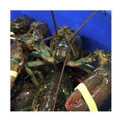 Factory Price Cheap Frozen Lobster/Frozen Crawfish Tails Crayfish. - Image 5