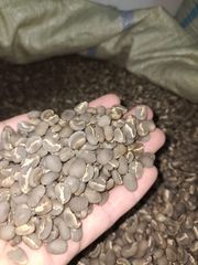 Premium Gayo Arabica Semi Washed – product photo 1, product detail gallery