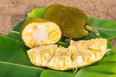 High Quality Fresh Sweet Jackfruit Delicious Tropical Fruit from Vietnam Organic Agriculture Product - Image 5