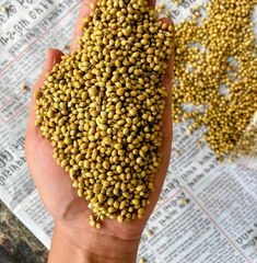 Whole Coriander Seeds (Dhana) – product photo 1, product detail gallery