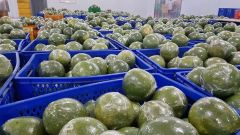 PREMIUM POMELO GREEN SKIN PINK FLESH: GLOBAL CITRUS EXPORTER - Image 5