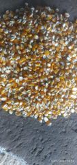 yellow corn - Image 1