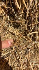 Hay Grass - Image 1