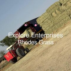 Rhodes Grass - Image 3