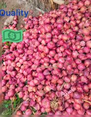 Onion – product photo 1, product detail gallery