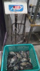 Freshwater Tilapia Fish Origin Delhi, India Harvest Method Fresh Harvest Chemical Treatment Chemical-free Intended Use Grilling, Frying, - Image 2
