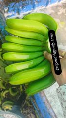 cavendish banana (G9) – product photo 2, product detail gallery