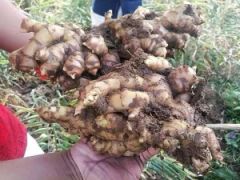 GINGER - Image 1
