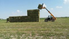 Alfalfa Al-Hijazi - Image 3